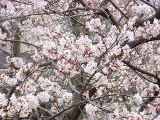 2008年の桜