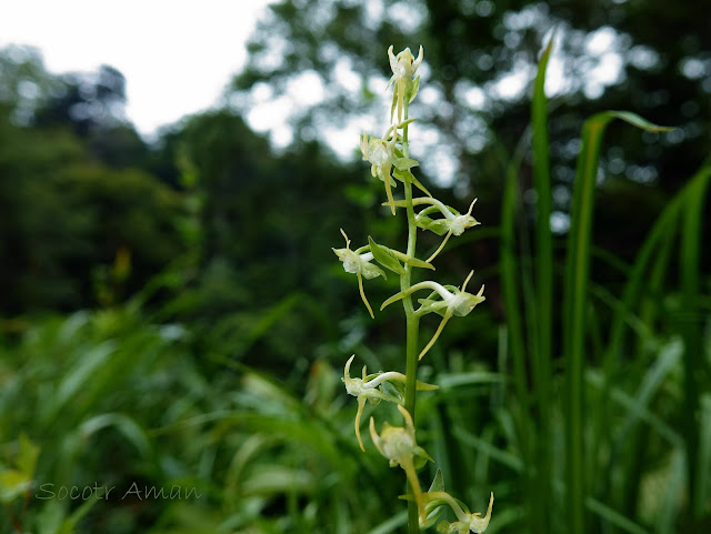 Platanthera ophrydiode