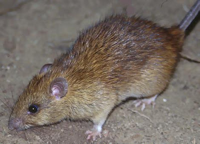 Gambar Binatang  Tikus 