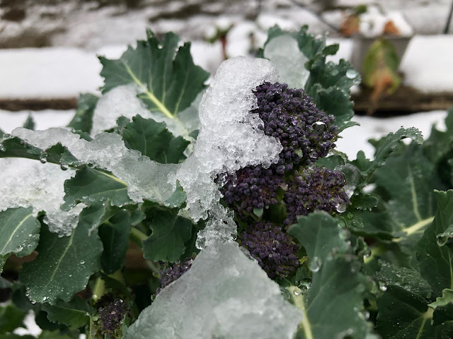 Purple sprouting broccoli in the snow