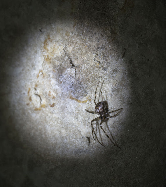 Cave Spider, perhaps Meta merianae, at Combe Bank on 24 February 2013.