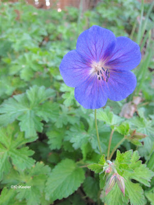 geranium, Geranium