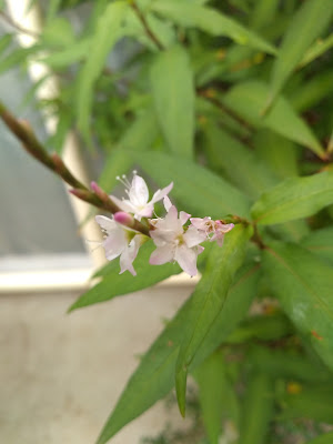 Vietnamese Coriander Flowering