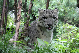 Central Park Zoo Snow Leopard