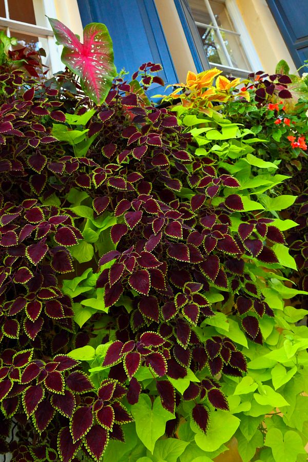 VERTICAL GARDEN JAKARTA RAHASIA TAMAN  VERTIKAL  GARDEN MURAH