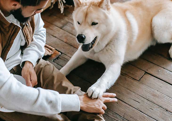 Dog Commands: 7 Basic to 15 Advanced Dog Training Commands