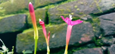 A flower blooming on the wall