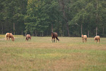 Our Herd of Friends