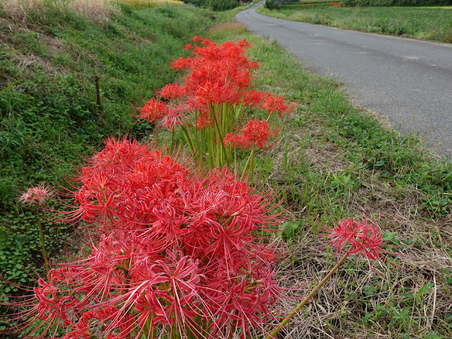 田畑の脇に生えたヒガンバナ（彼岸花）