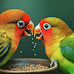 Lovebirds couple