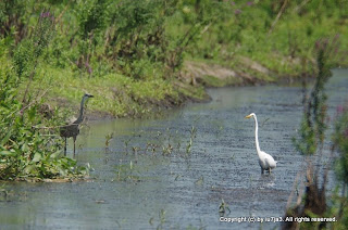 Egrets and Herons Part I