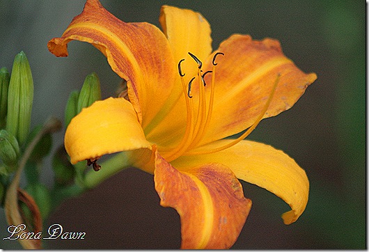 Frans_Hals_Daylily