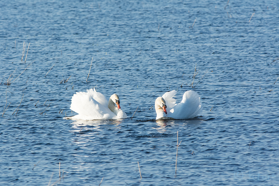 Kühmnokk-luik, Cygnus olor, Mute Swan