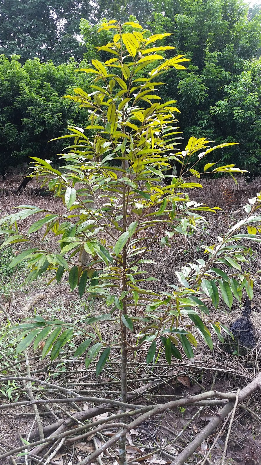 Warisan Petani Kebun  Buah  buahan 1