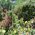 CaptureYour365 POTD: Roses In Bloom