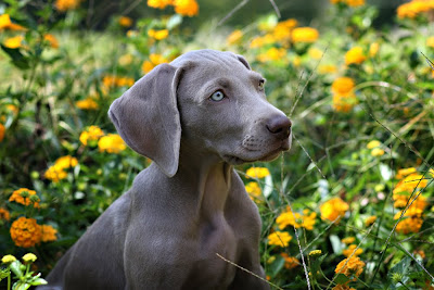 outdoor dog portrait