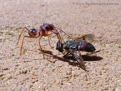 Cool Ant Wallpapers - Ant Pictures