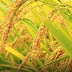 Pemkab. Pesisir Selatan Jadwalkan Pembangunan 7 Unit Rice Milling Unit Modern 