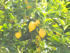 Lemon Tree Almada Portugal