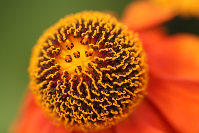 09 September Helenium