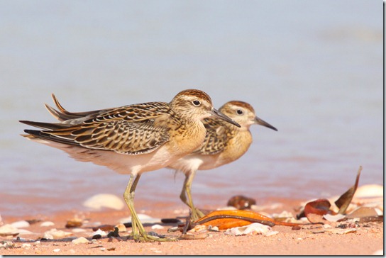 Sharp-tailed Sandpiper_3801_1