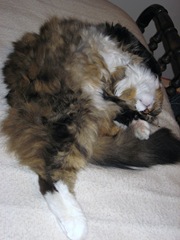 snoozing