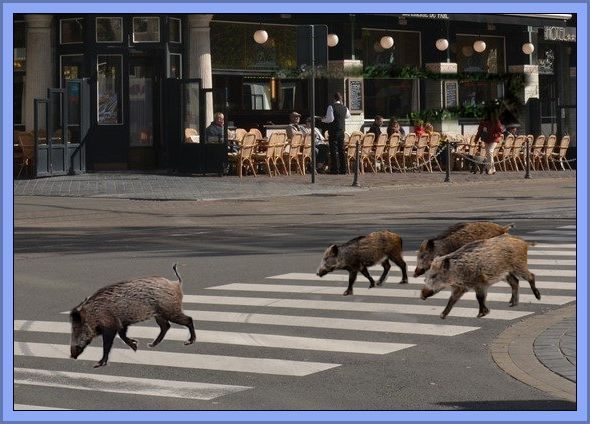 Berlin's Boars Have Learnt New Tricks In Lockdown