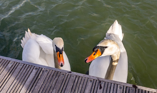 Photo of swans at Maryport Marina