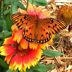 Gulf Fritillary Butterfly -- Jacksonville, Florida