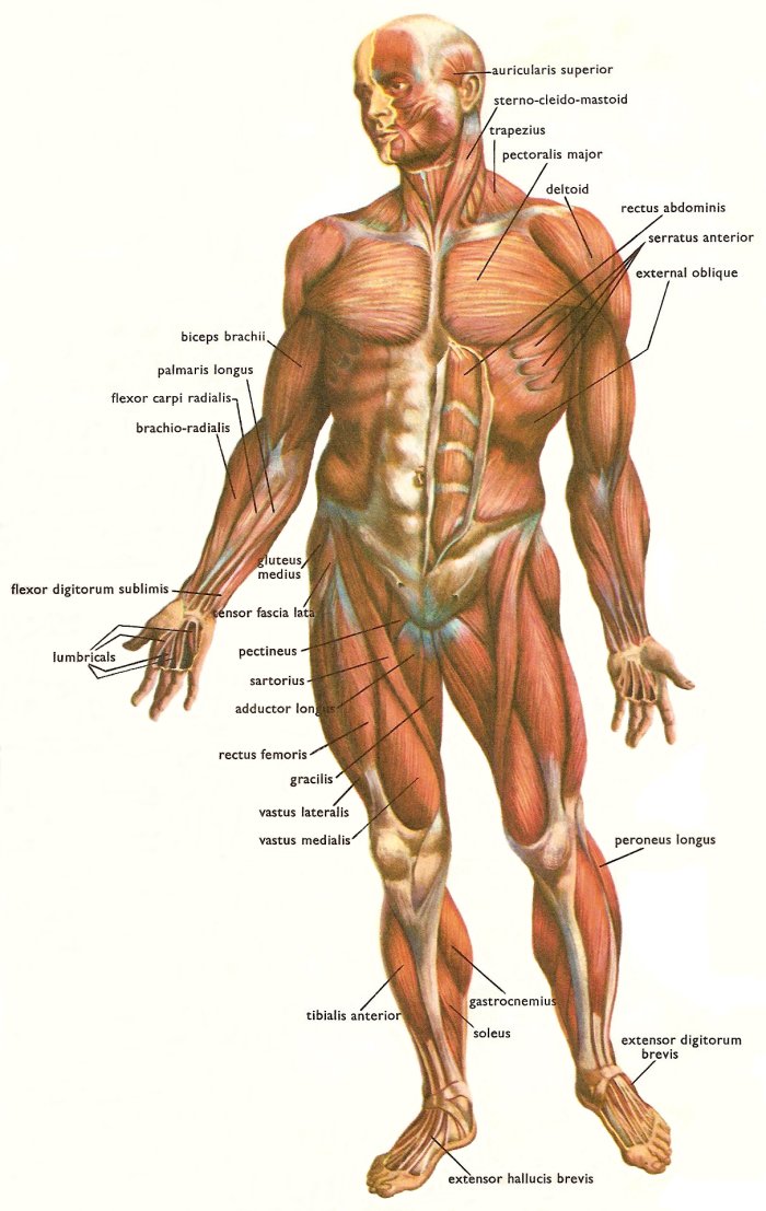 body parts names, women