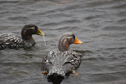 Falklands Flightless Streamer Duck (falklands may )