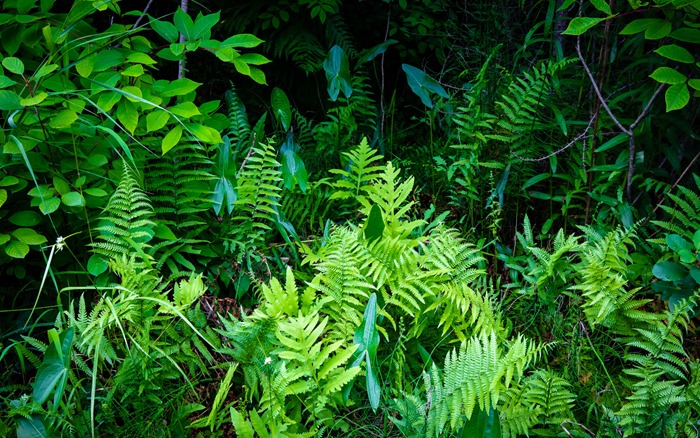 Ferns IMG_4753