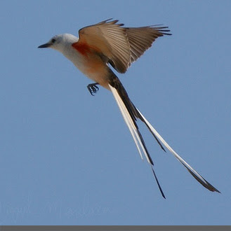 burung ekor panjang 