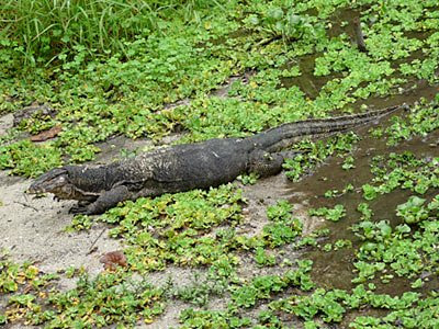 Malayan water monitor lizards (Varanus salvator)