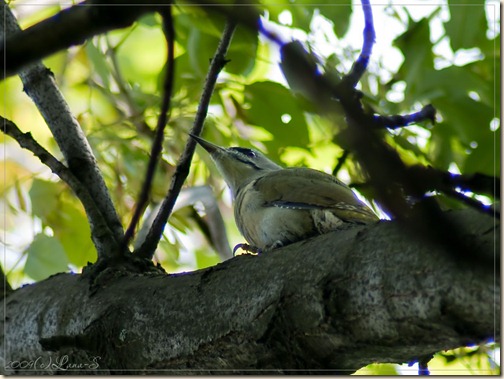 SONY DSC