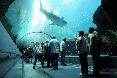 Georgia Aquarium Seen On www.coolpicturegallery.us