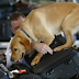 #REPLAYTUNES: Dog Detects Two Men With Drugs At Ercan Airport.