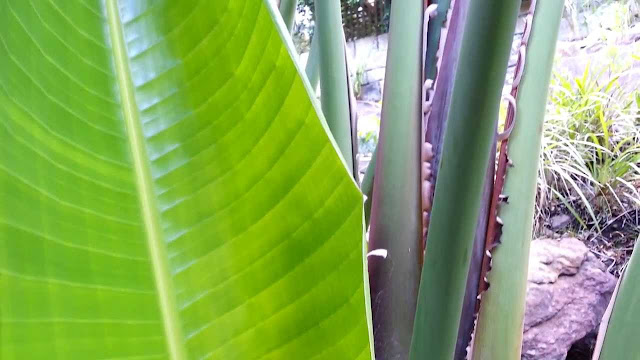 Giant Bird Of Paradise Flower