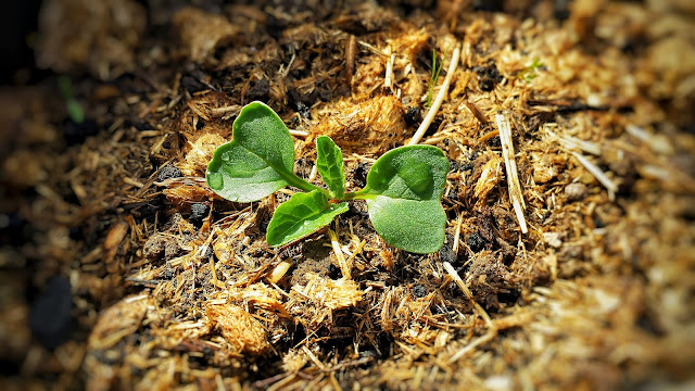 Rote Beete auf dem Balkon