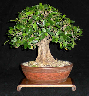 Ficus Bonsai for amazing aerial roots