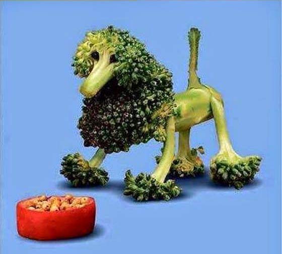 Broccoli Poodle