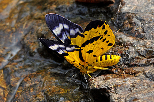 Dysphania militaris the False Tiger Moth