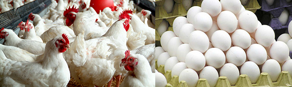  Poultry Farming कुक्कुट पालन योजनेविषयी महत्वाची माहिती