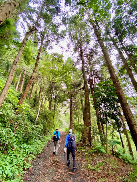 往遠藤山東峰--摩天嶺林道