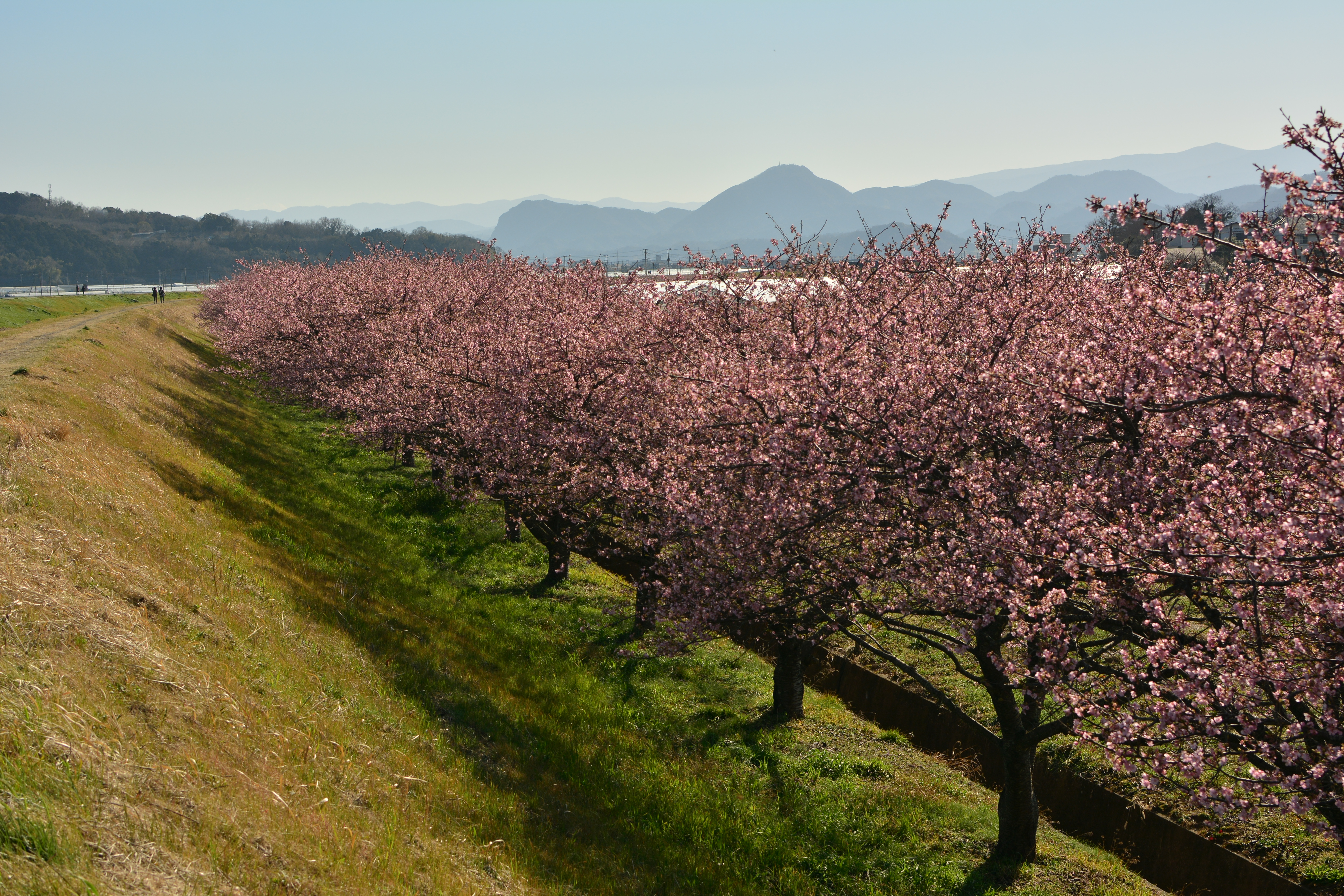 河津桜　かんなみの桜　Cherry blossom