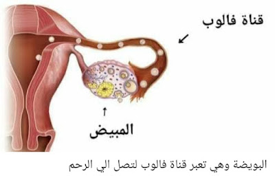 استنساخ البشر،  عيوب استنساخ البشر،  كيفية استنساخ البشر،  كيف يتم استنساخ البشر،  فيلم استنساخ البشر،  هل يمكن استنساخ البشر،  ماهو استنساخ البشر،  هل تم استنساخ البشر،  حكم استنساخ البشر،  معارضة الدول استنساخ البشر،  استنساخ البشري،  حكم استنساخ البشري،  استنساخ الأعضاء البشرية،  الاستنساخ البشري وفوائده،  هل استنساخ البشر موجود،  معنى استنساخ البشر،  مشكلة استنساخ البشر،  لماذا تعارض الدول استنساخ البشر،  قانون استنساخ البشر،  الاستنساخ البشري في القانون والشريعة،   الاستنساخ البشري علميا،