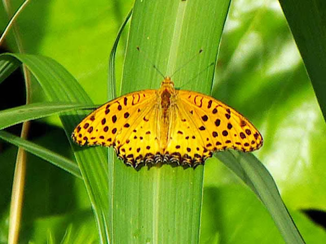 orange butterfly with black spots