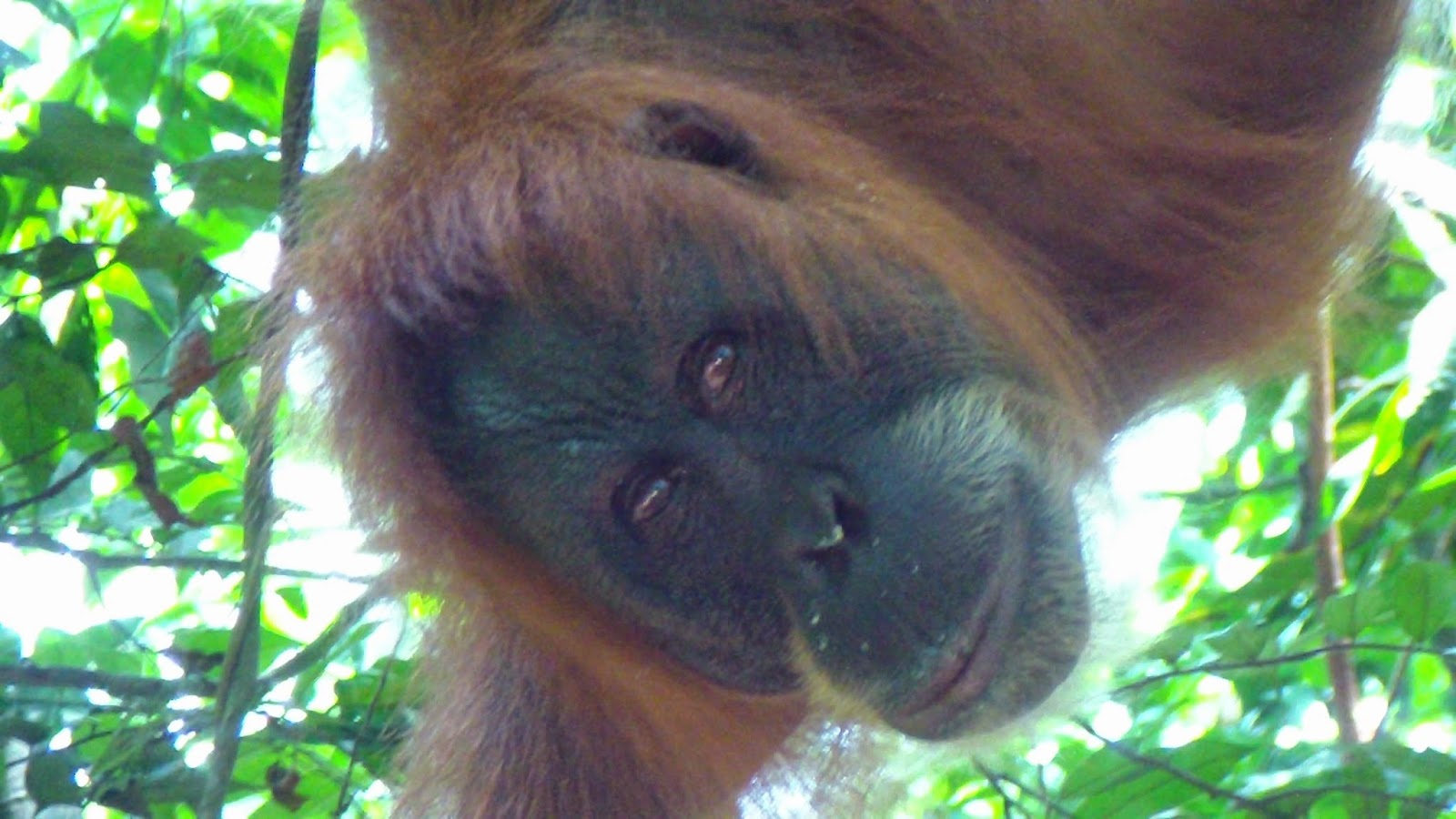 Orangutanes Sumatra