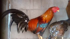 pollo sweater
