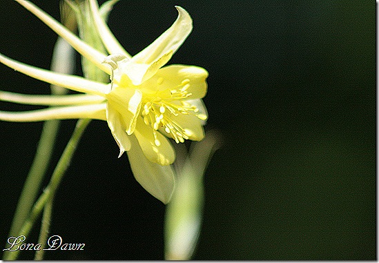 EJC_Columbine_Yellow